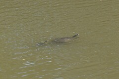 Apalone mutica mutica