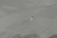 Apalone mutica mutica