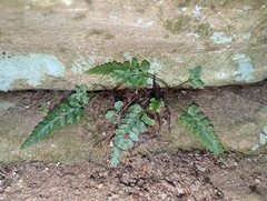 Asplenium pinnatifidum