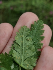 Puccinia chaerophylli