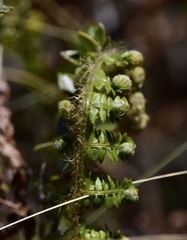 Myriopteris myriophylla