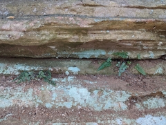 Asplenium pinnatifidum