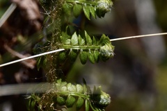 Myriopteris myriophylla