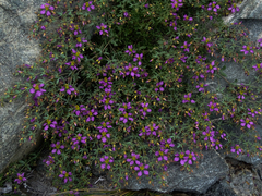Fagonia chilensis