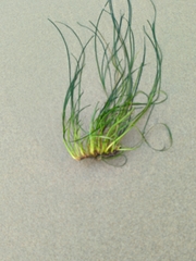 Phyllospadix torreyi