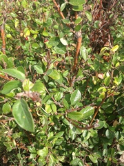 Cotoneaster lucidus