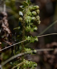 Myriopteris myriophylla