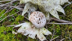 Myriostoma coliforme