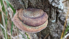 Fomitiporia hippophaeicola