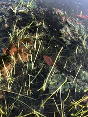 Eleocharis geniculata