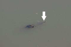 Apalone spinifera pallida