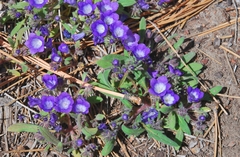 Phacelia davidsonii