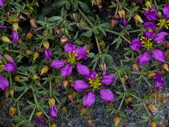 Fagonia chilensis