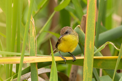 Pseudocolopteryx flaviventris
