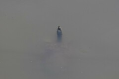 Apalone spinifera pallida