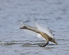 Cygnus columbianus bewickii