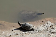 Apalone spinifera pallida