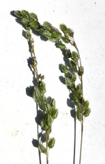 Chascolytrum subaristatum