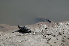 Apalone spinifera pallida