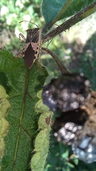 Hypselonotus punctiventris