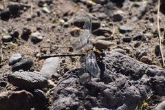 Erpetogomphus compositus