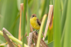 Pseudocolopteryx flaviventris