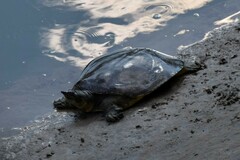 Apalone spinifera pallida