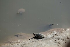 Apalone spinifera pallida