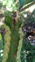 Hypselonotus punctiventris