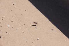 Cicindela sedecimpunctata