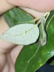 Contarinia ilicis