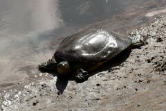 Apalone spinifera pallida