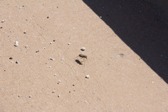 Cicindela sedecimpunctata