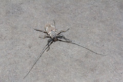 Lochmaeocles marmoratus