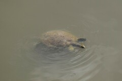 Apalone spinifera pallida