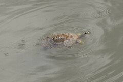 Apalone mutica mutica