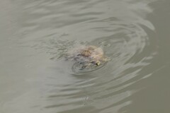 Apalone mutica mutica