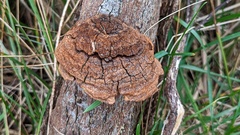 Fomitiporia hippophaeicola