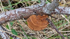 Fomitiporia hippophaeicola