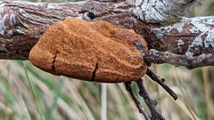 Fomitiporia hippophaeicola