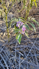 Solanum lanceolatum
