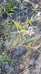 Solanum lanceolatum