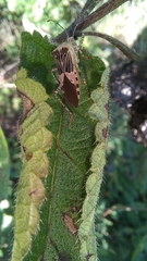 Hypselonotus punctiventris