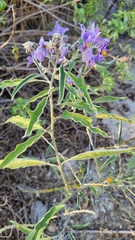 Solanum lanceolatum