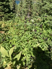 Sambucus racemosa melanocarpa