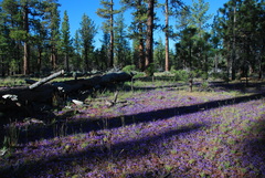 Phacelia davidsonii