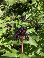 Sambucus racemosa melanocarpa