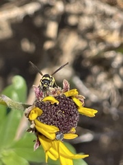 Parancistrocerus declivatus