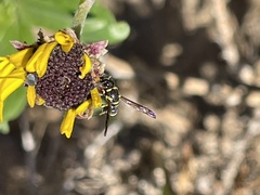 Parancistrocerus declivatus