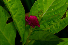 Celosia